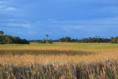 Everglades view on an airboat tour in West Palm Beach