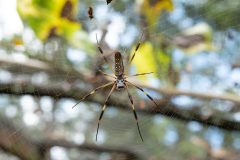 banana-spider-4519810_1920