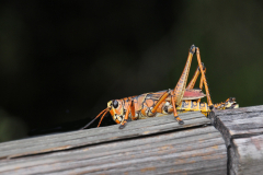 Everglades insects bugs - Lubber Grasshopper