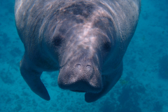 Everglades Endangered Species - The Florida Manatee