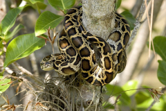 Everglades Invasive Species - The Florida Burmese python