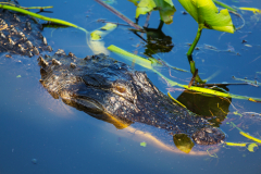 photodune-4672204-alligator-s