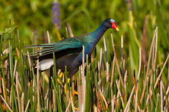 photodune-7877908-purple-gallinule-s
