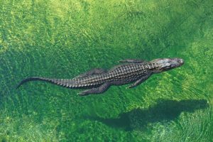 Airboat Tours Palm Beach - alligator