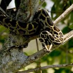 palm beach airboat tours burmese python