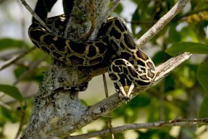 palm beach airboat tours burmese python