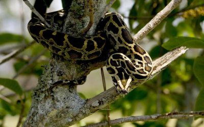 palm beach airboat tours burmese python