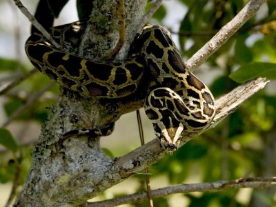 palm beach airboat tours burmese python