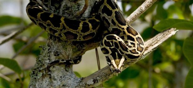 palm beach airboat tours burmese python
